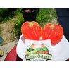 Semillas de tomate Oxheart | Seeds Shop Store