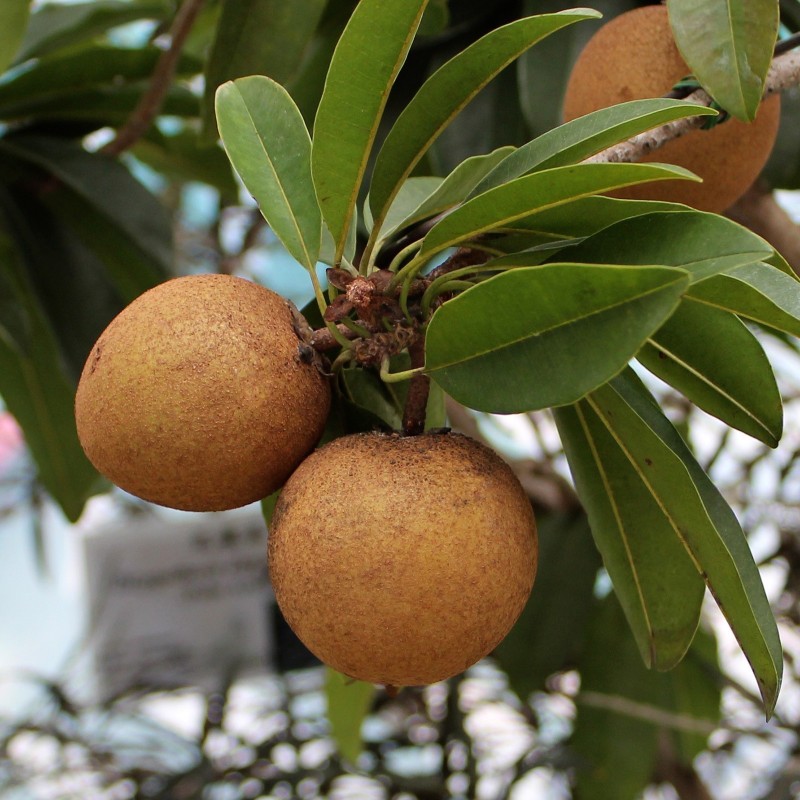 Sapote - Kaugummibaum Samen | Seeds Shop Store