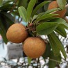 Sapote - Kaugummibaum Samen | Seeds Shop Store
