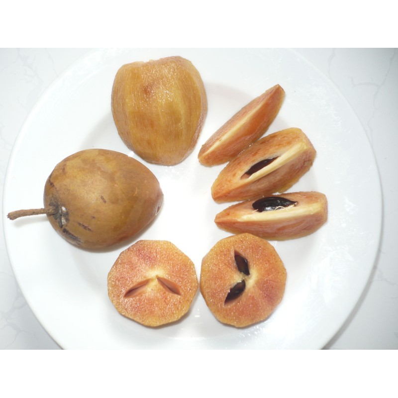 Sapote - Kaugummibaum Samen | Seeds Shop Store