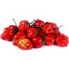 Habanero rote, gelbe, orange Samen | Seeds Shop Store