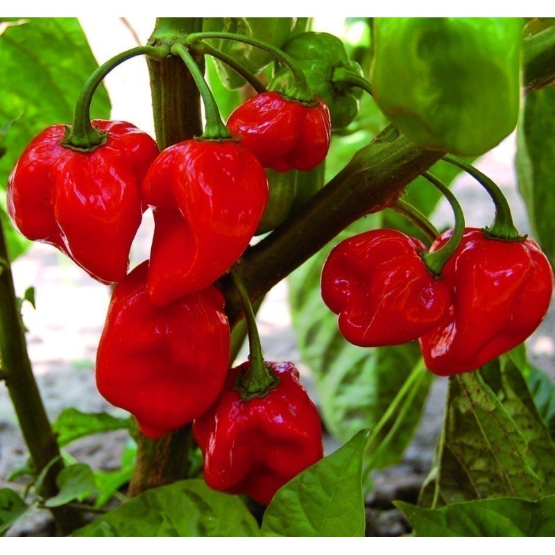 Habanero rote, gelbe, orange Samen | Seeds Shop Store
