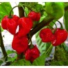 Habanero rote, gelbe, orange Samen | Seeds Shop Store