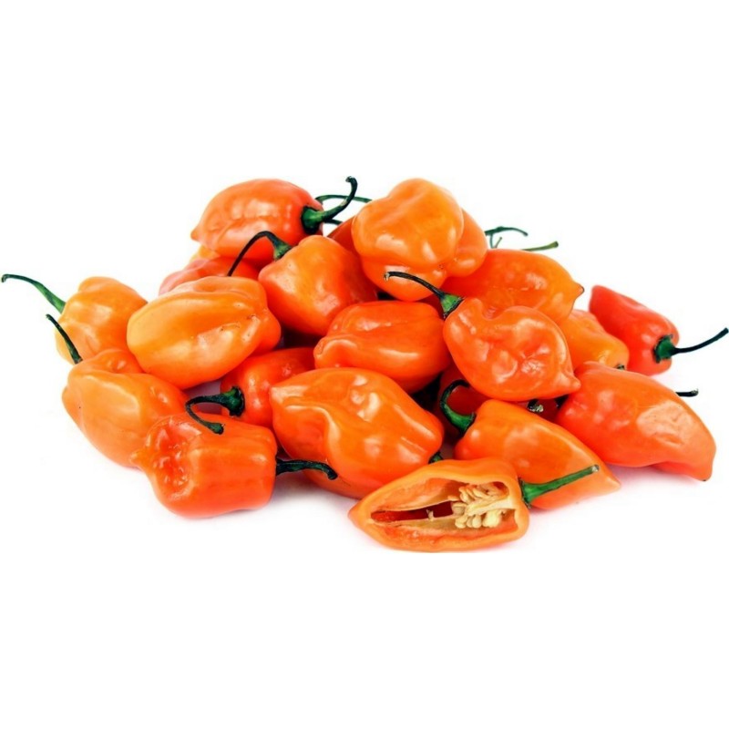 Habanero rote, gelbe, orange Samen | Seeds Shop Store