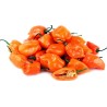 Habanero rote, gelbe, orange Samen | Seeds Shop Store