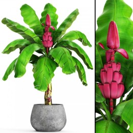 Sementes De Bananinha Rosada - 293.223938