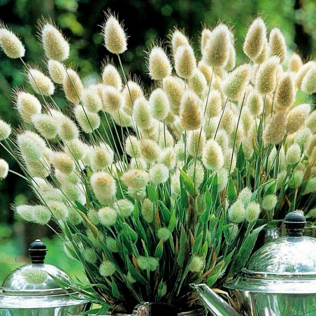 Sementes de Grama Rabo De Lebre (Lagurus ovatus) | Seeds Shop Store