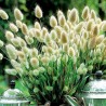 Sementes de Grama Rabo De Lebre (Lagurus ovatus) | Seeds Shop Store