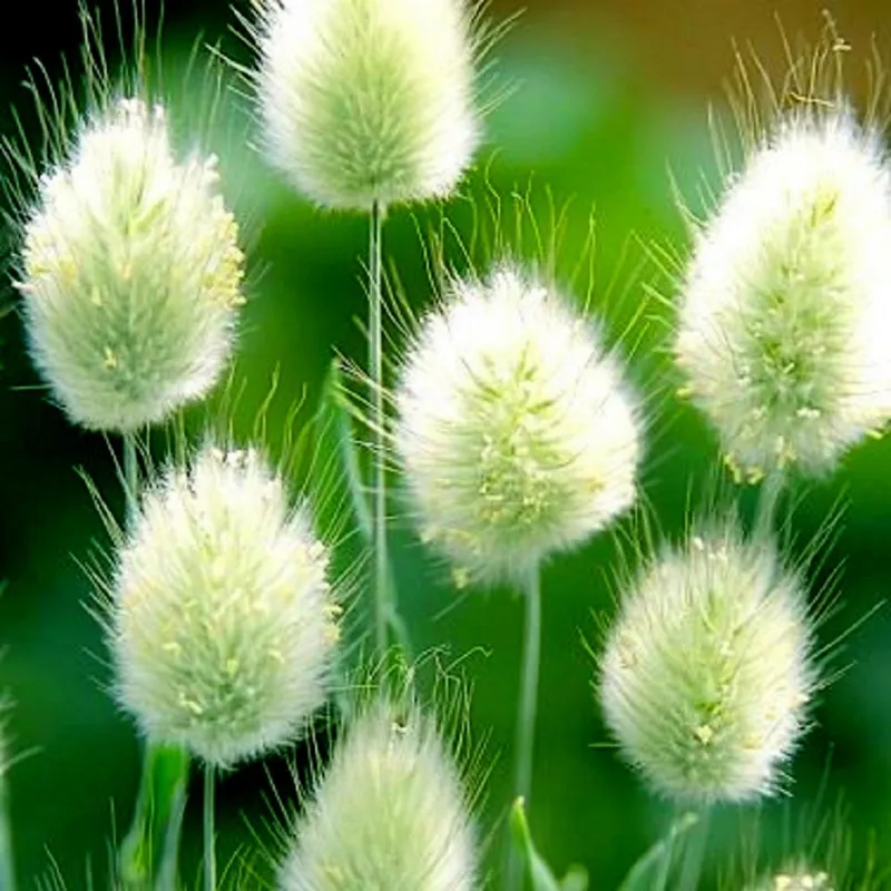 Sementes de Grama Rabo De Lebre (Lagurus ovatus) | Seeds Shop Store