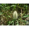 Sementes de Grama Rabo De Lebre (Lagurus ovatus) | Seeds Shop Store