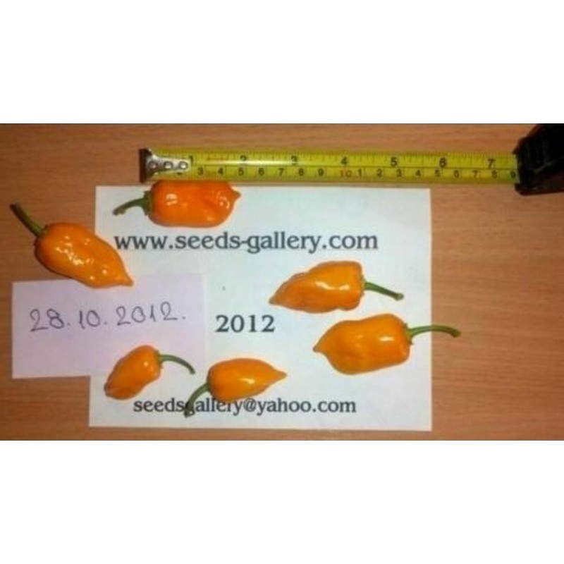Habanero rote, gelbe, orange Samen | Seeds Shop Store