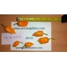 Habanero rote, gelbe, orange Samen | Seeds Shop Store