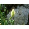 Sementes de Grama Rabo De Lebre (Lagurus ovatus) | Seeds Shop Store
