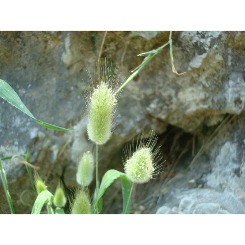 Sementes de Grama Rabo De Lebre (Lagurus ovatus) | Seeds Shop Store