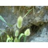 Sementes de Grama Rabo De Lebre (Lagurus ovatus) | Seeds Shop Store