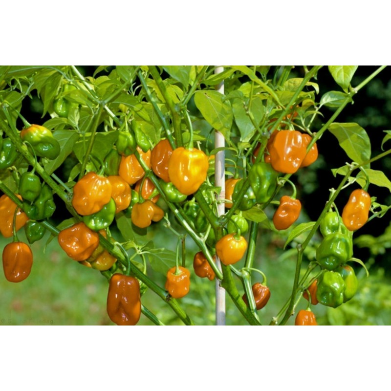 Habanero rote, gelbe, orange Samen | Seeds Shop Store