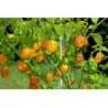 Habanero rote, gelbe, orange Samen | Seeds Shop Store