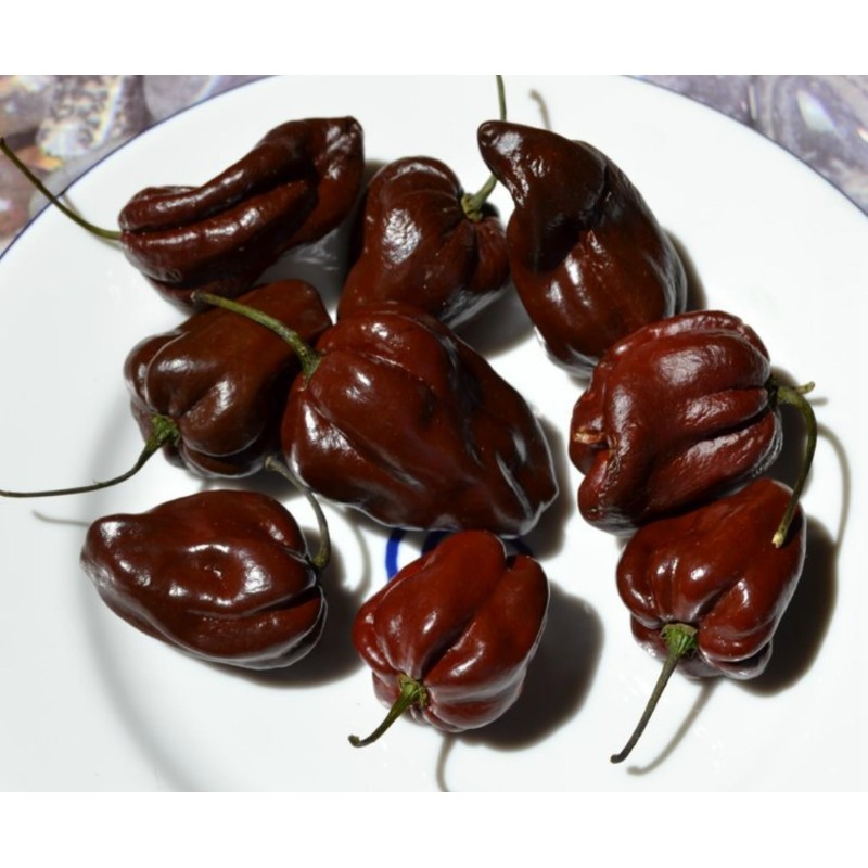 Habanero rote, gelbe, orange Samen | Seeds Shop Store