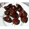 Habanero rote, gelbe, orange Samen | Seeds Shop Store