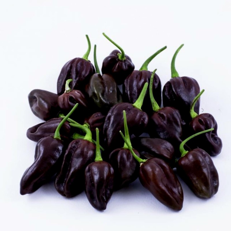 Habanero rote, gelbe, orange Samen | Seeds Shop Store