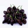 Habanero rote, gelbe, orange Samen | Seeds Shop Store