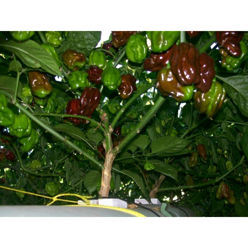 Habanero rote, gelbe, orange Samen | Seeds Shop Store