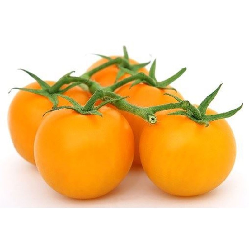 Semi di Pomodoro GOLD NUGGET | Seeds Shop Store
