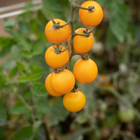 Semi di Pomodoro GOLD NUGGET | Seeds Shop Store