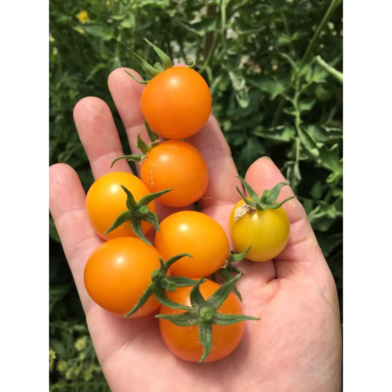 Semi di Pomodoro GOLD NUGGET | Seeds Shop Store
