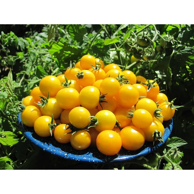 Semi di Pomodoro GOLD NUGGET | Seeds Shop Store