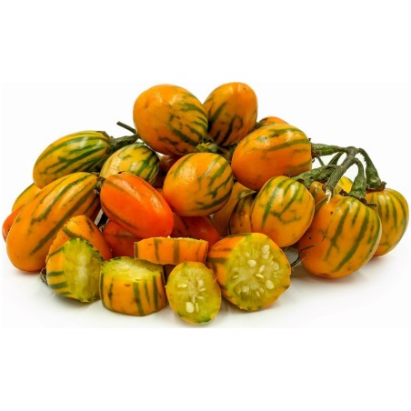 STRIPED TOGA Eggplant Seeds Heirloom Aubergine | Seeds Shop Store