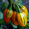 STRIPED TOGA Eggplant Seeds Heirloom Aubergine | Seeds Shop Store