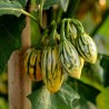 STRIPED TOGA Eggplant Seeds Heirloom Aubergine | Seeds Shop Store