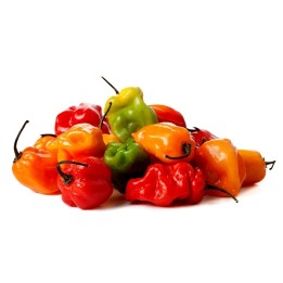 Semi di peperoncino Habanero rosso, giallo, arancione - 216.985714