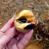 Sapote - Kaugummibaum Samen | Seeds Shop Store