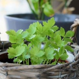Sementes de Mitsuba, Salsa Japonesa (Cryptotaenia japonica) - 1.755