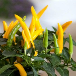 Semi di peperoncino tronco elefante - 293.223938