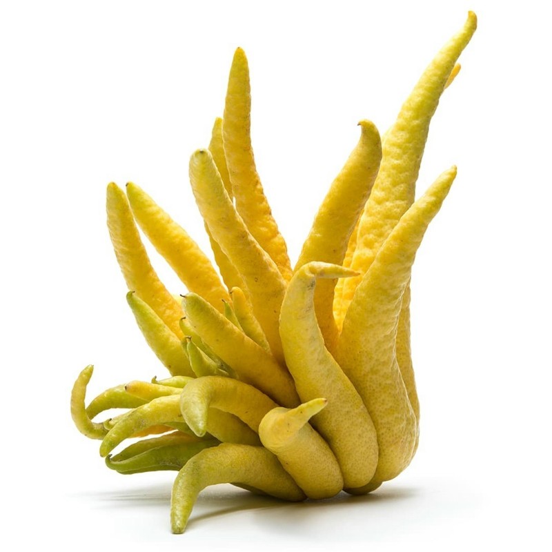 Buddha's hand Seeds (Citrus medica var. sarcodactylis) | Seeds Shop Store