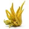 Buddha's hand Seeds (Citrus medica var. sarcodactylis) | Seeds Shop Store