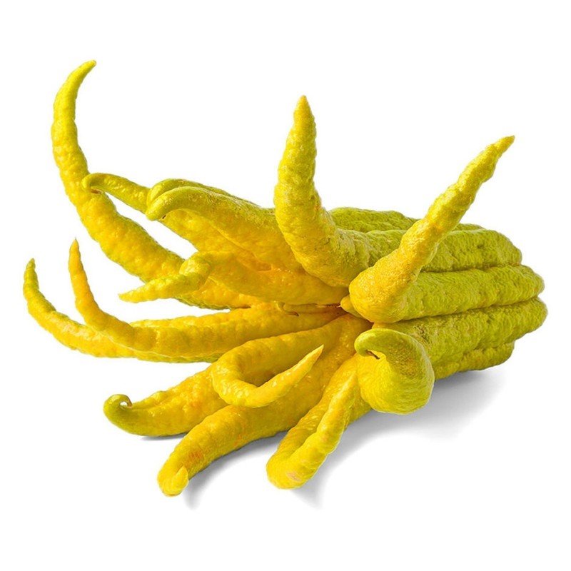 Buddha's hand Seeds (Citrus medica var. sarcodactylis) | Seeds Shop Store