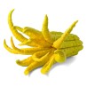 Buddha's hand Seeds (Citrus medica var. sarcodactylis) | Seeds Shop Store