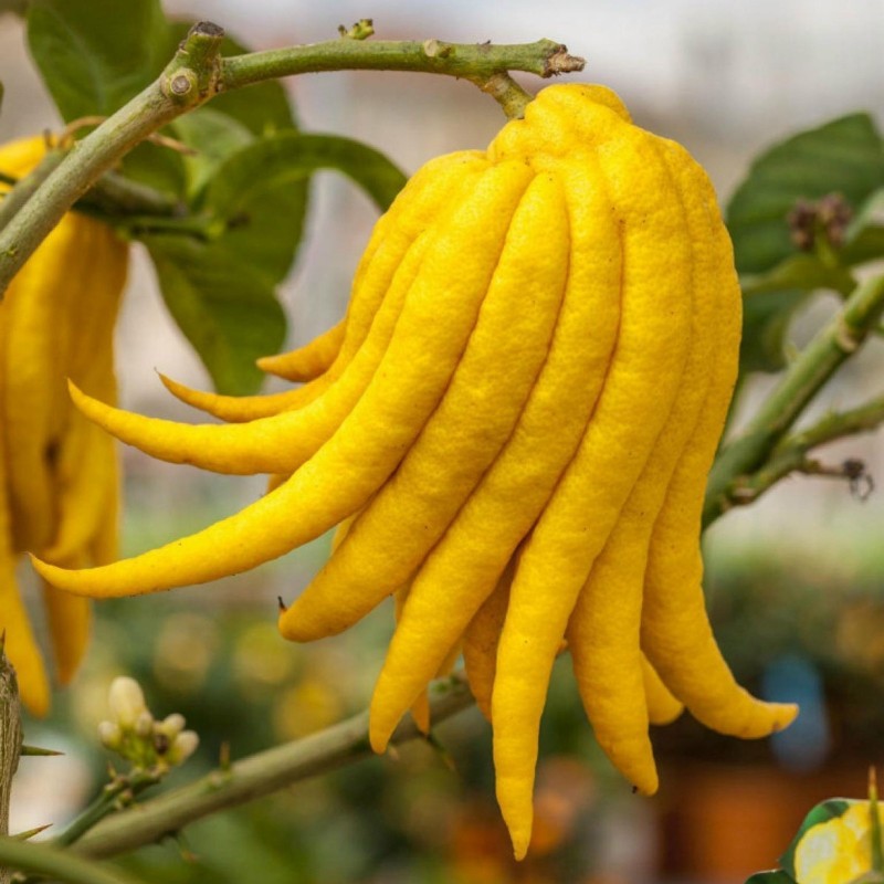Buddha's hand Seeds (Citrus medica var. sarcodactylis) | Seeds Shop Store