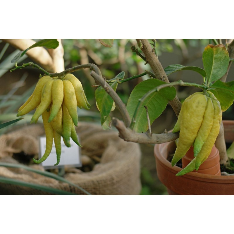 Buddha's hand Seeds (Citrus medica var. sarcodactylis) | Seeds Shop Store