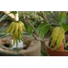 Buddha's hand Seeds (Citrus medica var. sarcodactylis) | Seeds Shop Store