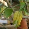 Buddha's hand Seeds (Citrus medica var. sarcodactylis) | Seeds Shop Store