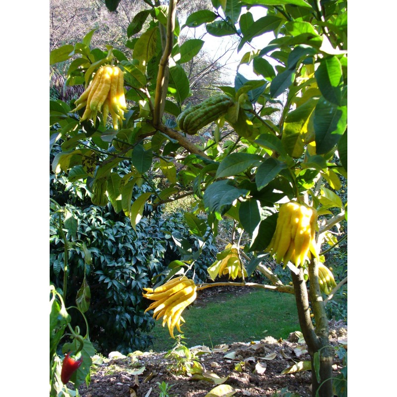Buddha's hand Seeds (Citrus medica var. sarcodactylis) | Seeds Shop Store
