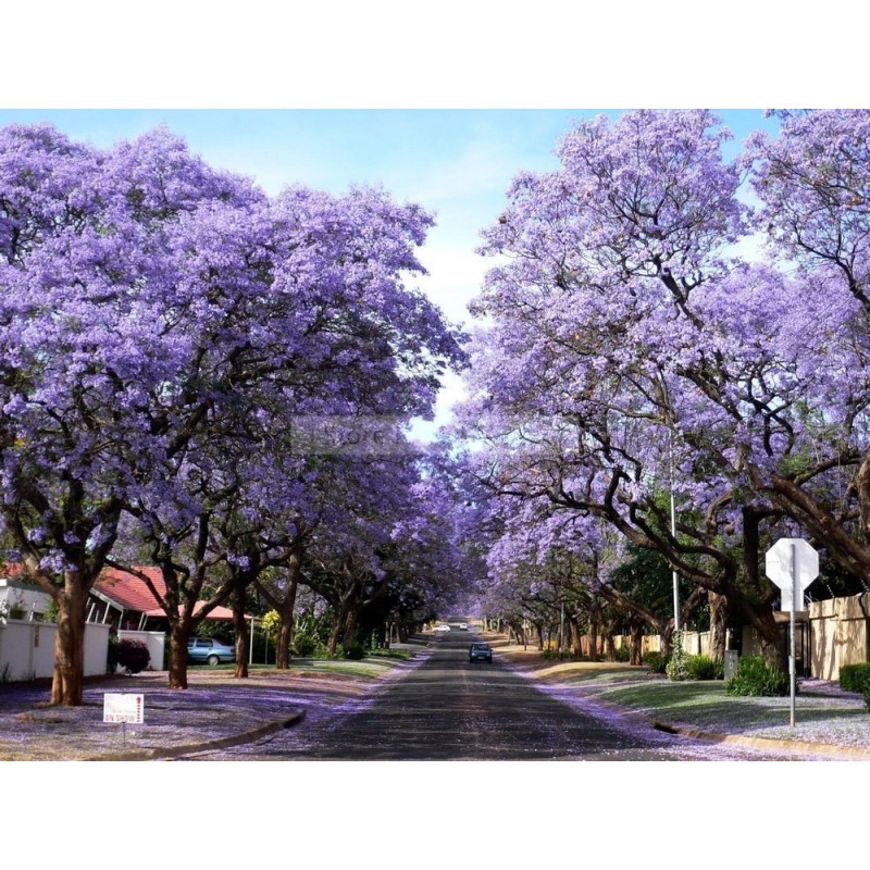 500 σποροι Παουλοβνια (Paulownia Tomentosa) | Seeds Shop Store