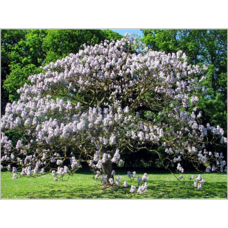 500 σποροι Παουλοβνια (Paulownia Tomentosa) | Seeds Shop Store