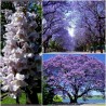 500 σποροι Παουλοβνια (Paulownia Tomentosa) | Seeds Shop Store