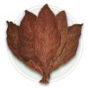 Semi di tabacco Cuban Criollo 98 | Seeds Shop Store